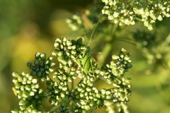 Leptophyes intermedia