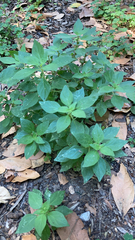 Parietaria judaica
