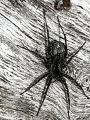 Acantholycosa lignaria