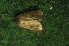Athetis gluteosa