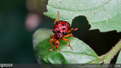 Agomadaranus pardaloides
