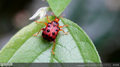 Agomadaranus pardaloides