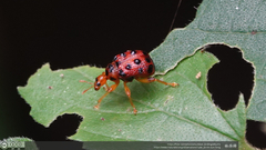 Agomadaranus pardaloides