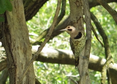 Colaptes auratus