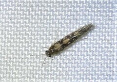 Agraylea multipunctata