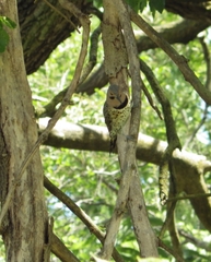 Colaptes auratus