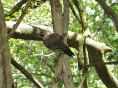 Colaptes auratus