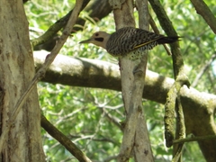 Colaptes auratus