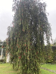Callistemon