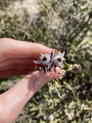 Jacksonia floribunda