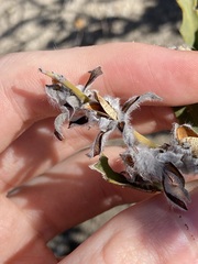 Jacksonia floribunda