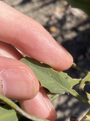 Jacksonia floribunda