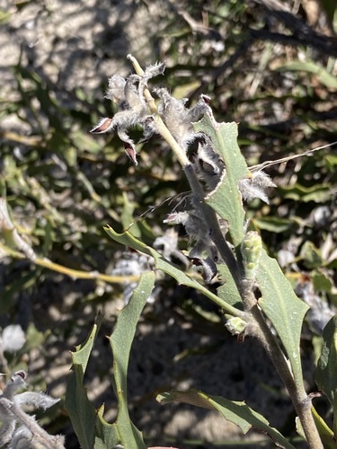 Image of Jacksonia floribunda by (c) Thomas Mesaglio, some rights reserved (CC BY)