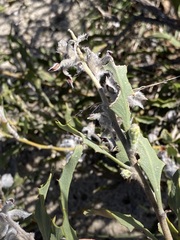 Jacksonia floribunda