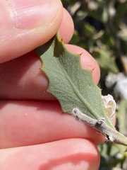 Jacksonia floribunda