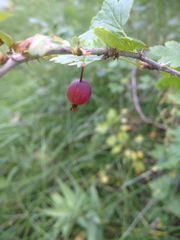 Ribes inerme inerme