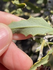 Jacksonia floribunda