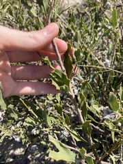 Jacksonia floribunda