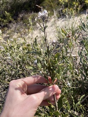 Jacksonia floribunda
