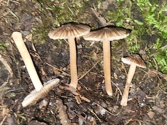 Inocybe subradiata
