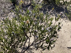 Jacksonia floribunda