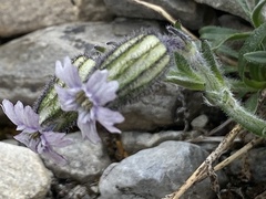 Silene uralensis
