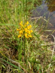 Platanthera cristata