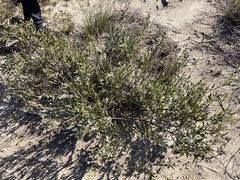 Jacksonia floribunda