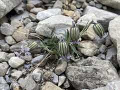 Silene uralensis