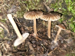 Inocybe subradiata