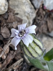 Silene uralensis