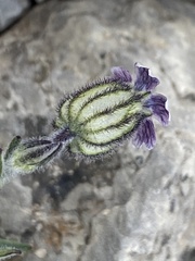 Silene uralensis