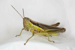 Bermius odontocercus