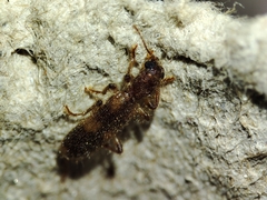 Opilo domesticus