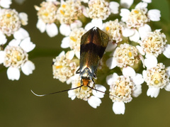 Nemophora fasciella