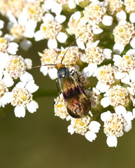 Nemophora fasciella