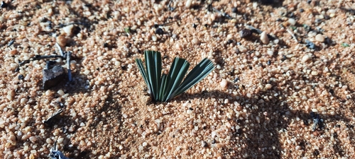 Image of Babiana cuneata by (c) Karen Eichholz, some rights reserved (CC BY)