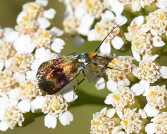 Nemophora fasciella