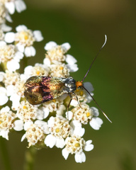 Nemophora fasciella