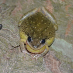 Scinax nasicus