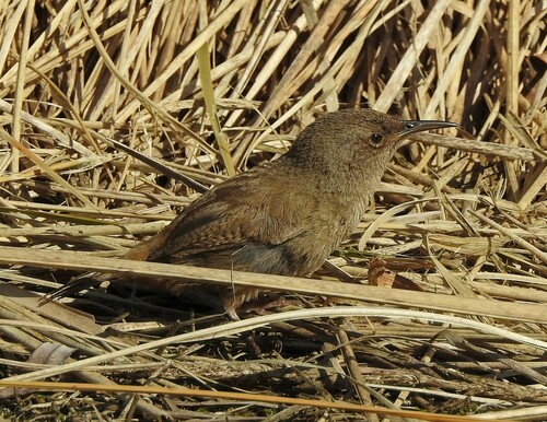 Cobb's Wren (Troglodytes cobbi), photo 8