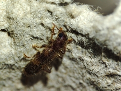 Opilo domesticus