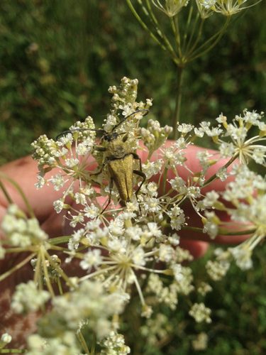 iNaturalist observation photo of Yellow Velvet Beetle