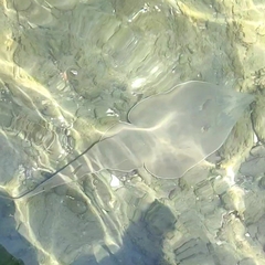 Glaucostegus cemiculus