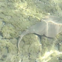 Glaucostegus cemiculus