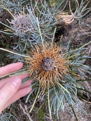 Banksia sphaerocarpa
