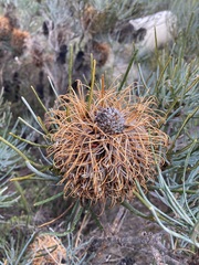 Banksia sphaerocarpa