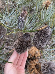 Banksia sphaerocarpa