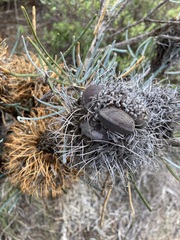 Banksia sphaerocarpa