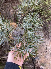 Banksia sphaerocarpa